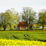 Farmland during spring time